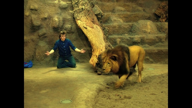 Video Reference: Working animal, Organism, Fawn, Carnivore, Adaptation, Art, Terrestrial animal, Big cats, Bull, Felidae