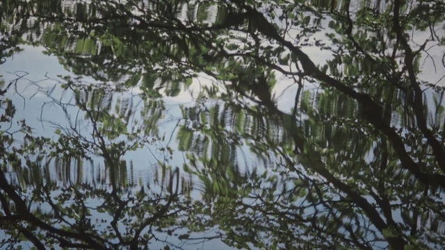 Video Reference: Twig, Terrestrial plant, Evergreen, Forest, Trunk, Temperate broadleaf and mixed forest, Grass, Pattern, Jungle, Wildlife