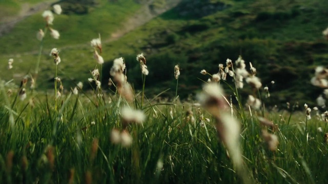 Video Reference: Flower, Plant, Natural environment, Natural landscape, People in nature, Terrestrial plant, Grassland, Grass, Meadow, Landscape