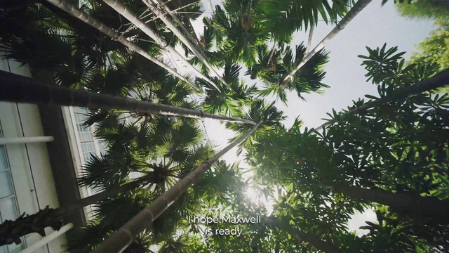 Video Reference: Plant, Sky, Leaf, Branch, Terrestrial plant, Arecales, Tree, Larch, Evergreen, Woody plant