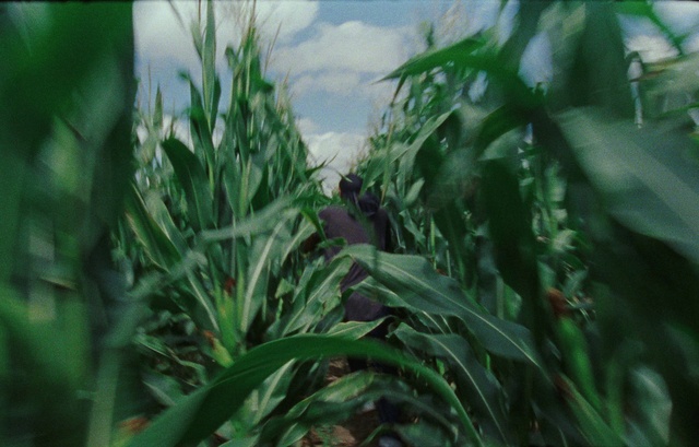 Video Reference: Cloud, Plant, Terrestrial plant, Sky, Agriculture, Grass, Flowering plant, Event, Cash crop, Plantation