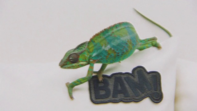 Video Reference: Insect, Terrestrial animal, Reptile, Creative arts, Electric blue, Fashion accessory, Arthropod, Amphibian, Trioceros, Macro photography