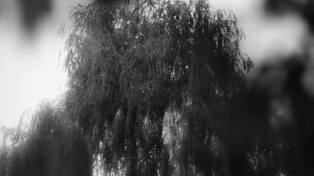 Video Reference: Atmosphere, Water, Plant, Sky, Branch, Black-and-white, Trunk, Sunlight, Grey, Style