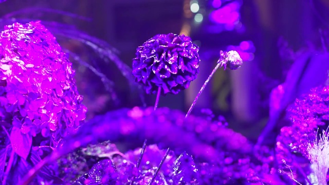 Video Reference: Flower, Plant, Purple, Petal, Blue, Water, Organism, Violet, Magenta, Flowering plant