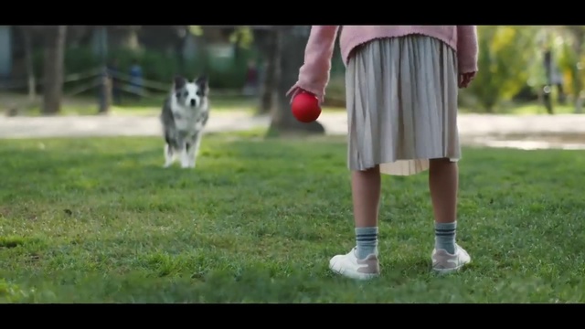 Video Reference: Dog, Dog agility, Dog breed, Carnivore, Gesture, Grass, Ball, Companion dog, Dog sports, Lawn