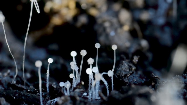 Video Reference: Light, Branch, Plant, Terrestrial plant, Natural landscape, Twig, Grass, Freezing, Moisture, Close-up