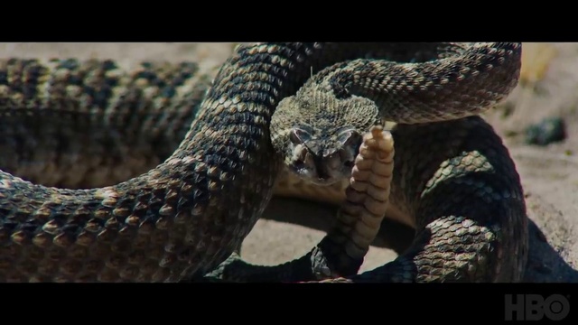 Video Reference: Vertebrate, Reptile, Snake, Organism, Scaled reptile, Terrestrial animal, Adaptation, Colubridae, Serpent, Elapidae