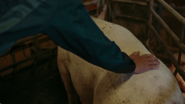 Video Reference: Sleeve, Working animal, Wood, Fawn, Elbow, Human leg, Landscape, Trunk, Tree, Chest