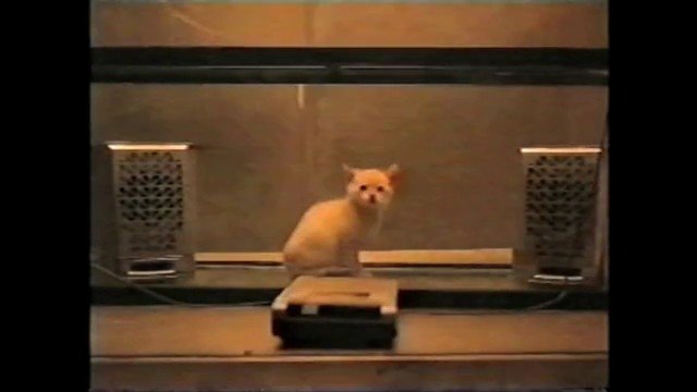 Video Reference: cat, pet, animal, indoor, enclosure, platform, small, sitting, vintage, low_light, centered