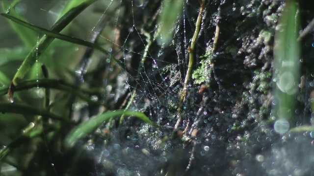 Video Reference: Plant, Natural material, Arthropod, Water, Terrestrial plant, Liquid, Spider web, Twig, Wood, Moisture