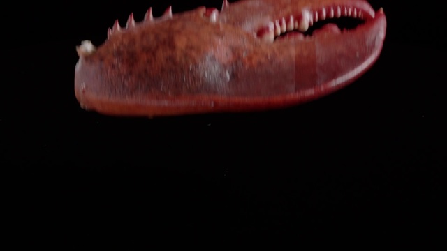 Video Reference: Marine invertebrates, Jaw, Marine biology, Jellyfish, Foot, Flesh, Plankton, Invertebrate, Macro photography, Cnidaria