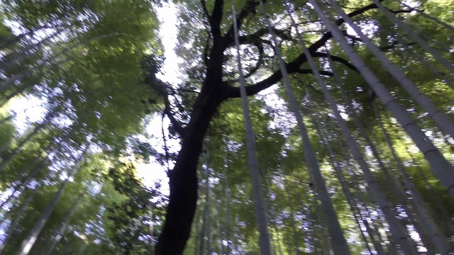 Video Reference: Sky, Natural landscape, Terrestrial plant, Tree, Plant, Trunk, Organism, Wood, Deciduous, Grass