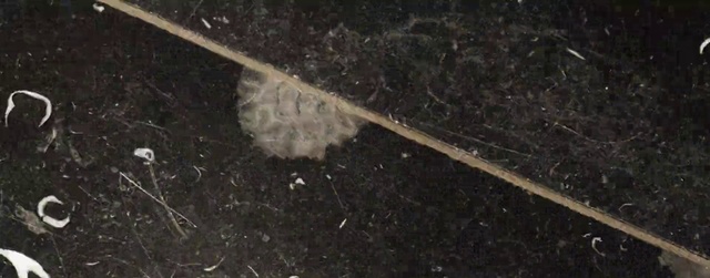 Video Reference: Science, Invertebrate, Soil, Asphalt, Event, Astronomical object, Darkness, Arthropod, Natural material, Pattern