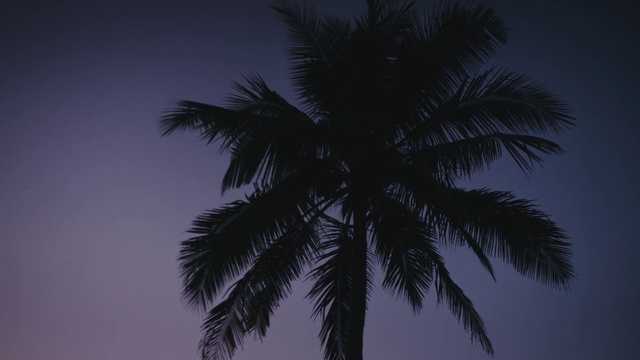 Video Reference: Sky, Terrestrial plant, Arecales, Electric blue, Darkness, Midnight, Palm tree, Dusk, Tints and shades, Attalea speciosa