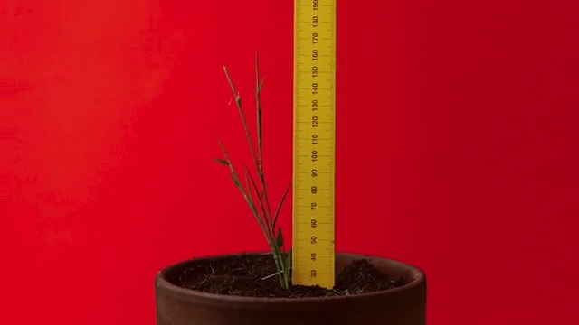 Video Reference: Plant, Flowerpot, Houseplant, Terrestrial plant, Incense, Art, Annual plant, Flowering plant, Still life photography, Plant stem