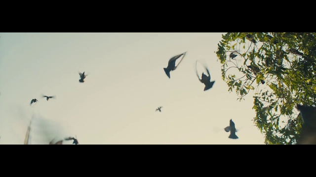 Video Reference: Bird, Sky, Feather, Beak, Animal migration, Tints and shades, Wing, Grass, Flock, Bird migration