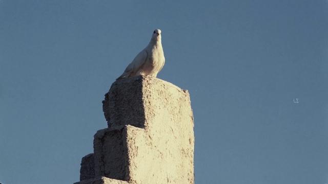 Video Reference: Sky, Bird, Beak, Building, Feather, Falconiformes, Wing, Monument, Perching bird, Wood