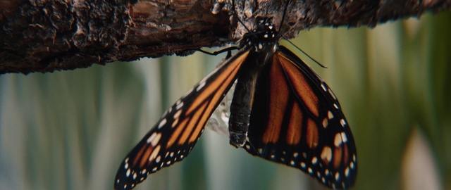 Video Reference: Pollinator, Insect, Butterfly, Arthropod, Botany, Nature, Moths and butterflies, Organism, Wing, Invertebrate