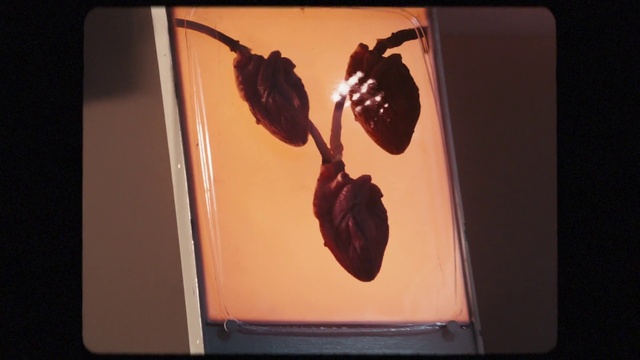 Video Reference: Plant, Gesture, Communication Device, Petal, Gadget, Art, Audio equipment, Magenta, Glass, Sweetness