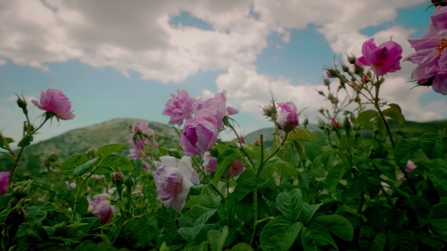 Video Reference: Cloud, Flower, Sky, Plant, Ecoregion, Petal, Natural environment, Natural landscape, Vegetation, Landscape