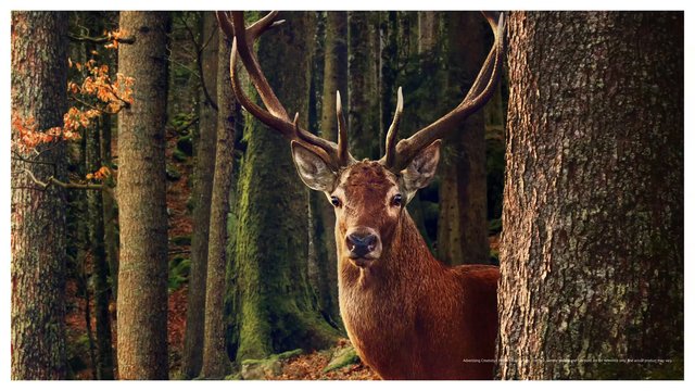 Video Reference: stag, deer, antlers, forest, wildlife, nature, trees, woodland, moss, animal, outdoors, mammal