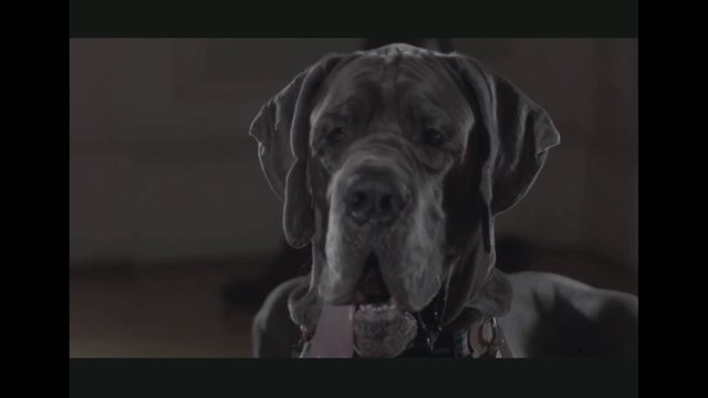 Video Reference: dog, canine, pet, close-up, portrait, large dog, indoors, gray dog, animal, face, headshot, blurred background