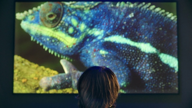 Video Reference: Photograph, Organism, Reptile, Scaled reptile, Lizard, Terrestrial animal, Electric blue, Terrestrial plant, Event, Macro photography