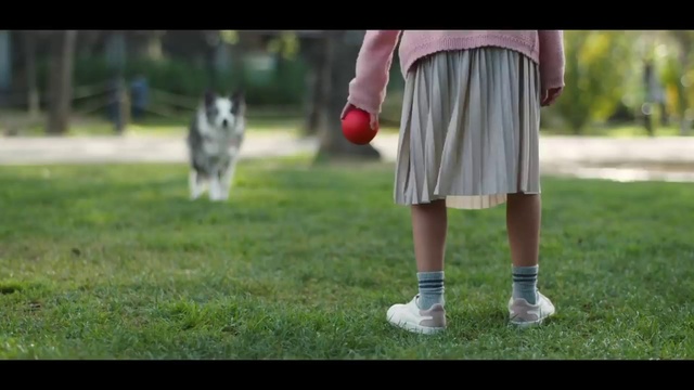 Video Reference: Dog, Dog agility, Sports equipment, Shorts, Carnivore, Dog breed, Gesture, Grass, Companion dog, Dog sports