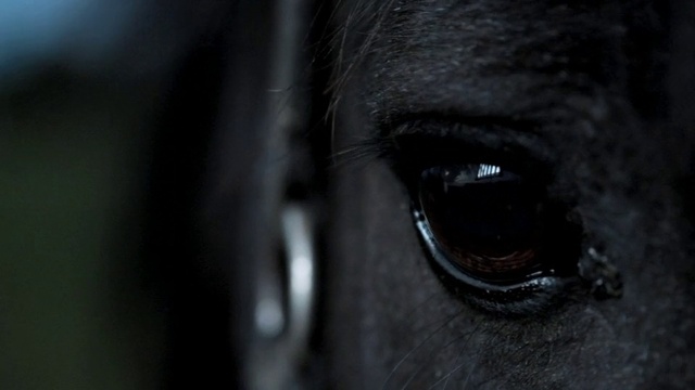 Video Reference: Horse, Eyelash, Human body, Iris, Grey, Working animal, Water, Wood, Flash photography, Snout
