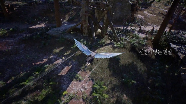 Video Reference: Plant, Bird, Beak, Wood, Twig, Wing, Tree, Trunk, Feather, Forest