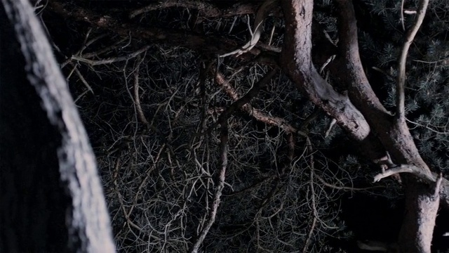 Video Reference: Wood, Twig, Branch, Water, Trunk, Grass, Tree, Tints and shades, Terrestrial plant, Forest