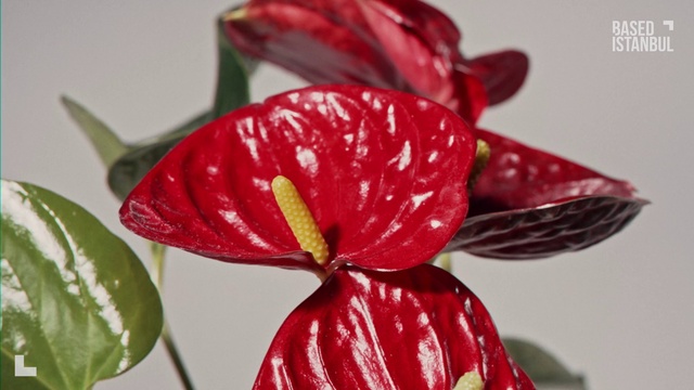 Video Reference: Flower, Plant, Petal, Terrestrial plant, Red, Flowering plant, Close-up, Moisture, Pedicel, Automotive wheel system