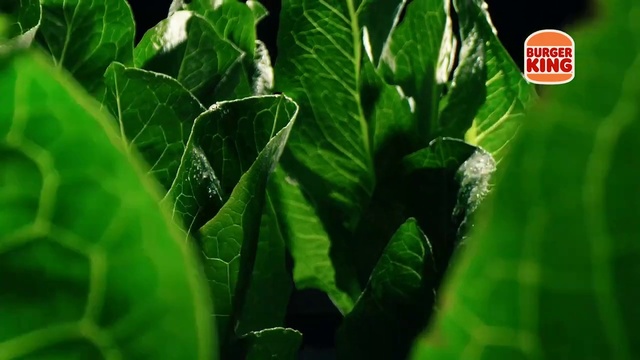 Video Reference: Terrestrial plant, Leaf vegetable, Plant, Grass, Groundcover, Flowering plant, Vegetable, Herb, Produce, Annual plant