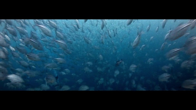 Video Reference: Water, Liquid, Underwater, Azure, Natural environment, Fluid, Marine biology, Fish, Aqua, Fin