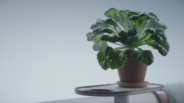 Video Reference: Plant, Houseplant, Flowerpot, Table, Vase, Terrestrial plant, Herbaceous plant, Rectangle, Leaf vegetable, Serveware