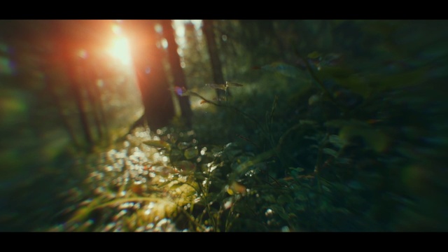 Video Reference: Automotive lighting, Window, Water, People in nature, Natural landscape, Plant, Terrestrial plant, Atmospheric phenomenon, Flash photography, Grass