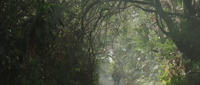 Video Reference: Plant, Branch, Natural landscape, Wood, Terrestrial plant, Twig, Tree, Trunk, Atmospheric phenomenon, Landscape