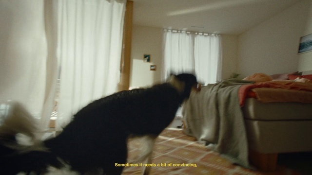 Video Reference: Cat, Curtain, Carnivore, Interior design, Felidae, Comfort, Dog breed, Window, Small to medium-sized cats, Tints and shades