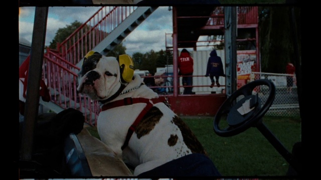 Video Reference: Cloud, Sky, Working animal, Fawn, Motor vehicle, Dog breed, Companion dog, Recreation, Personal protective equipment, Eyewear