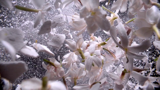 Video Reference: Flower, Nature, Petal, Botany, Branch, Twig, Organism, Terrestrial plant, Beauty, Freezing