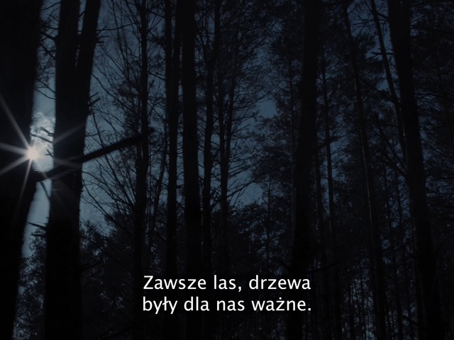 Video Reference: Atmosphere, Natural landscape, Plant, Sky, Wood, Tree, Twig, Trunk, Terrestrial plant, Landscape