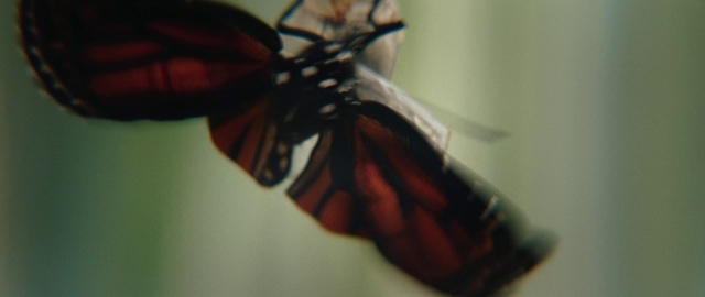 Video Reference: Pollinator, Butterfly, Insect, Arthropod, Moths and butterflies, Wing, Pest, Electric blue, Eyelash, Carmine