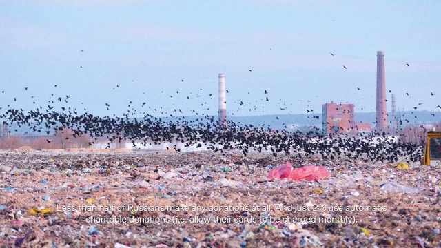 Video Reference: Sky, Bird, Crowd, Event, Beach, Seabird, Wildlife, Feather, Horizon, Flock