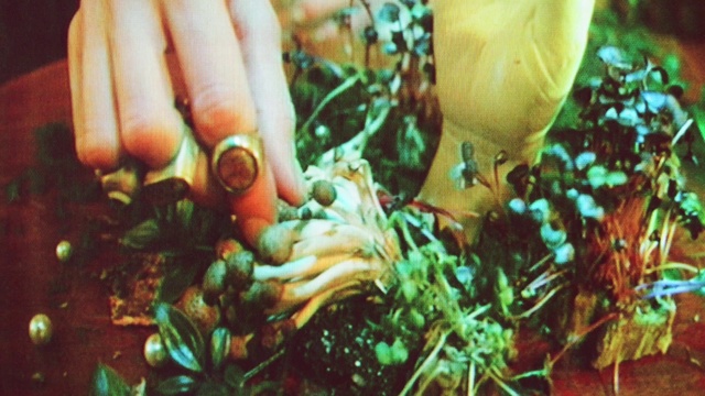 Video Reference: Hand, Plant, Vertebrate, Botany, Nature, Leaf, Organism, Underwater, People in nature, Finger