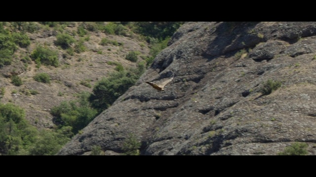 Video Reference: Plant, Bedrock, Slope, Tree, Geological phenomenon, Mountain, Formation, Landscape, Outcrop, Grass