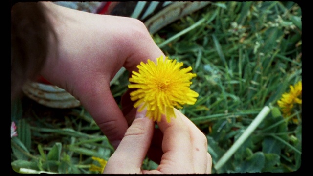 Video Reference: Flower, Plant, Petal, Grass, Thumb, People in nature, dandelion, Nail, Annual plant, Herbaceous plant