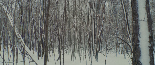 Video Reference: Plant, Snow, Natural landscape, Twig, Wood, Trunk, Grey, Freezing, Tree, Grove