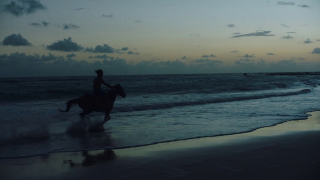 Video Reference: Water, Cloud, Horse, Sky, Beach, People on beach, Outdoor recreation, Coastal and oceanic landforms, Tree, Dusk