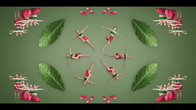 Video Reference: Botany, Leaf, Organism, Terrestrial plant, Red, Adaptation, Flower, Creative arts, Flowering plant, Pedicel