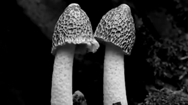 Video Reference: Mushroom, Terrestrial plant, Natural landscape, Tints and shades, Fungus, Agaricaceae, Monochrome photography, Grass, Darkness, Macro photography
